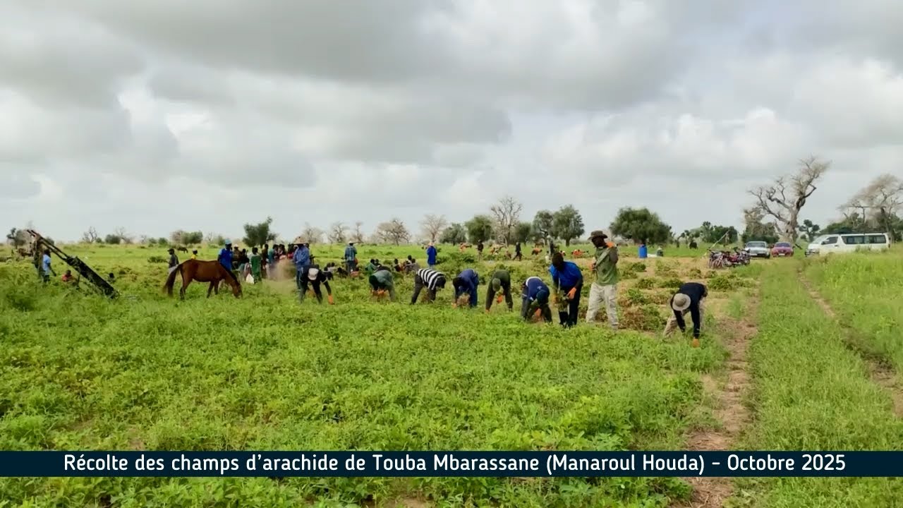 R&eacute;colte des champs d&rsquo;arachide de Touba Mbarassane (Manaroul Houda) Octobre 2025