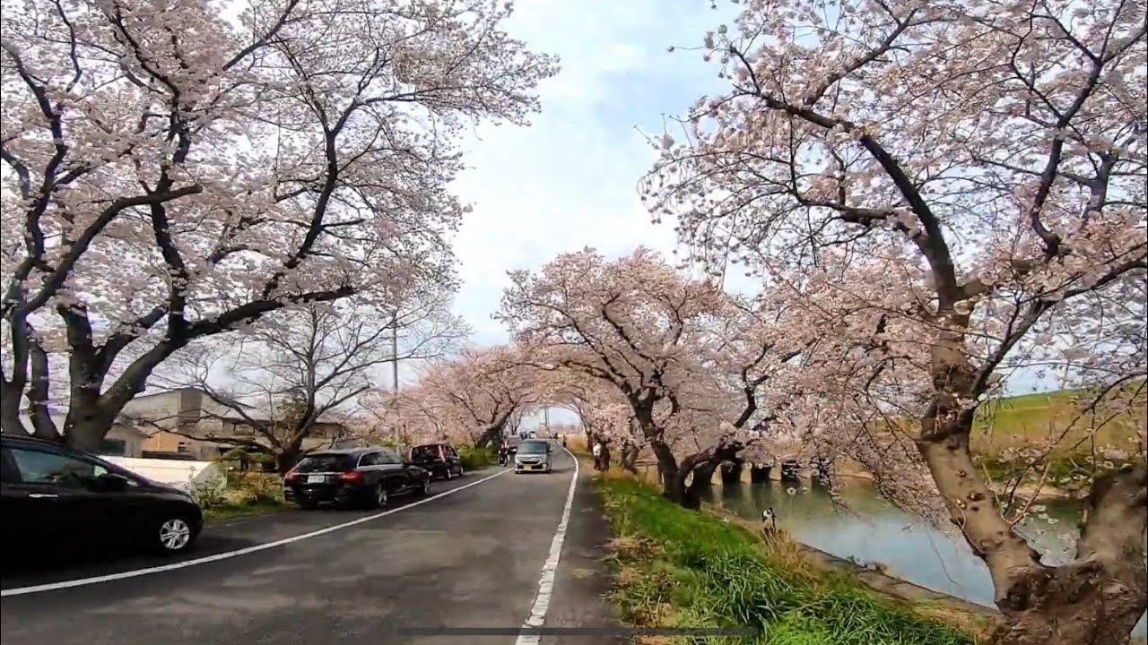 墨俣一夜城・犀川堤（さいかわつつみ）の桜（2022.3.30）Cherry blossoms in Sumimata-cho
