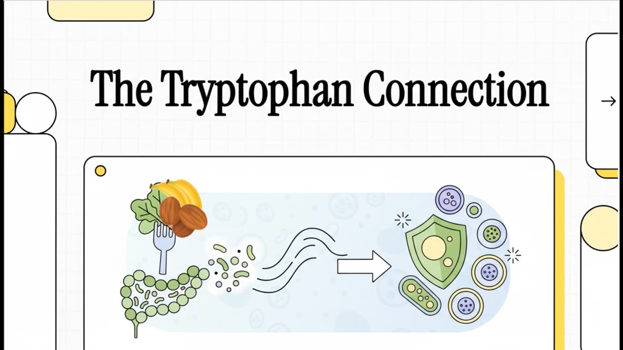 Tryptophan Metabolism And Gut Microbiota (Hou et al., 2023)