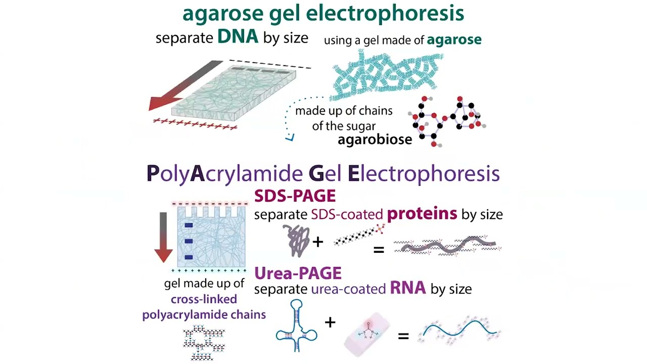Gel electrophoresis types & choices (agarose vs. PAGE, %, buffer systems, denaturing?, etc.)