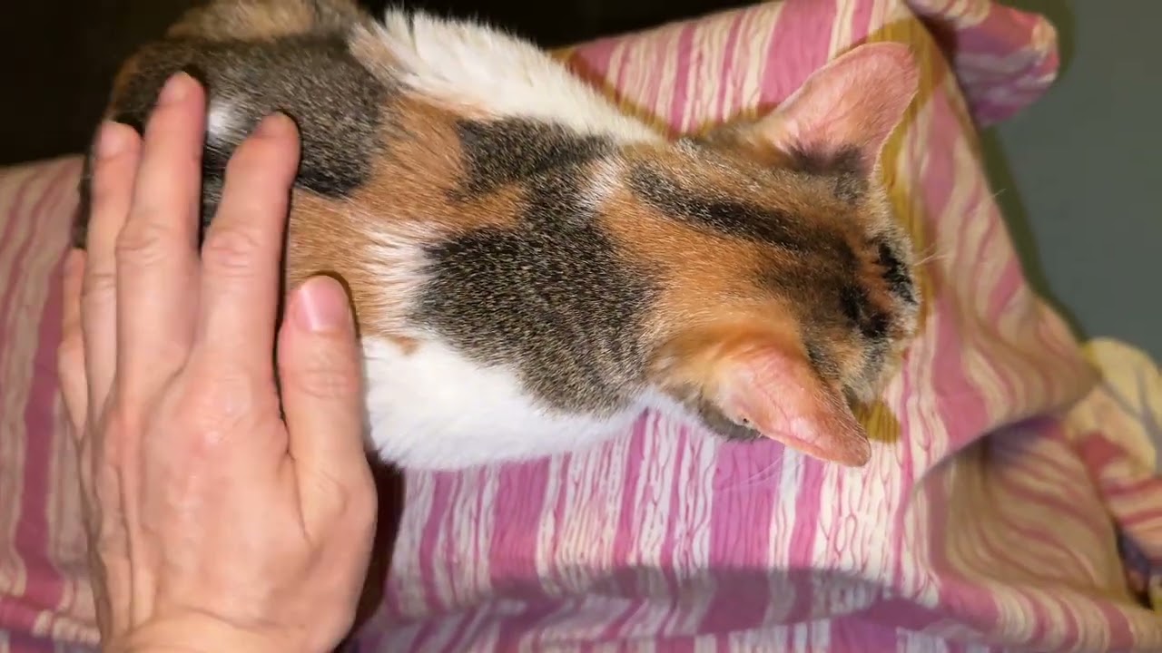 Jan30 2026 @frankip023 #cat #貓咪日常 With my cats 