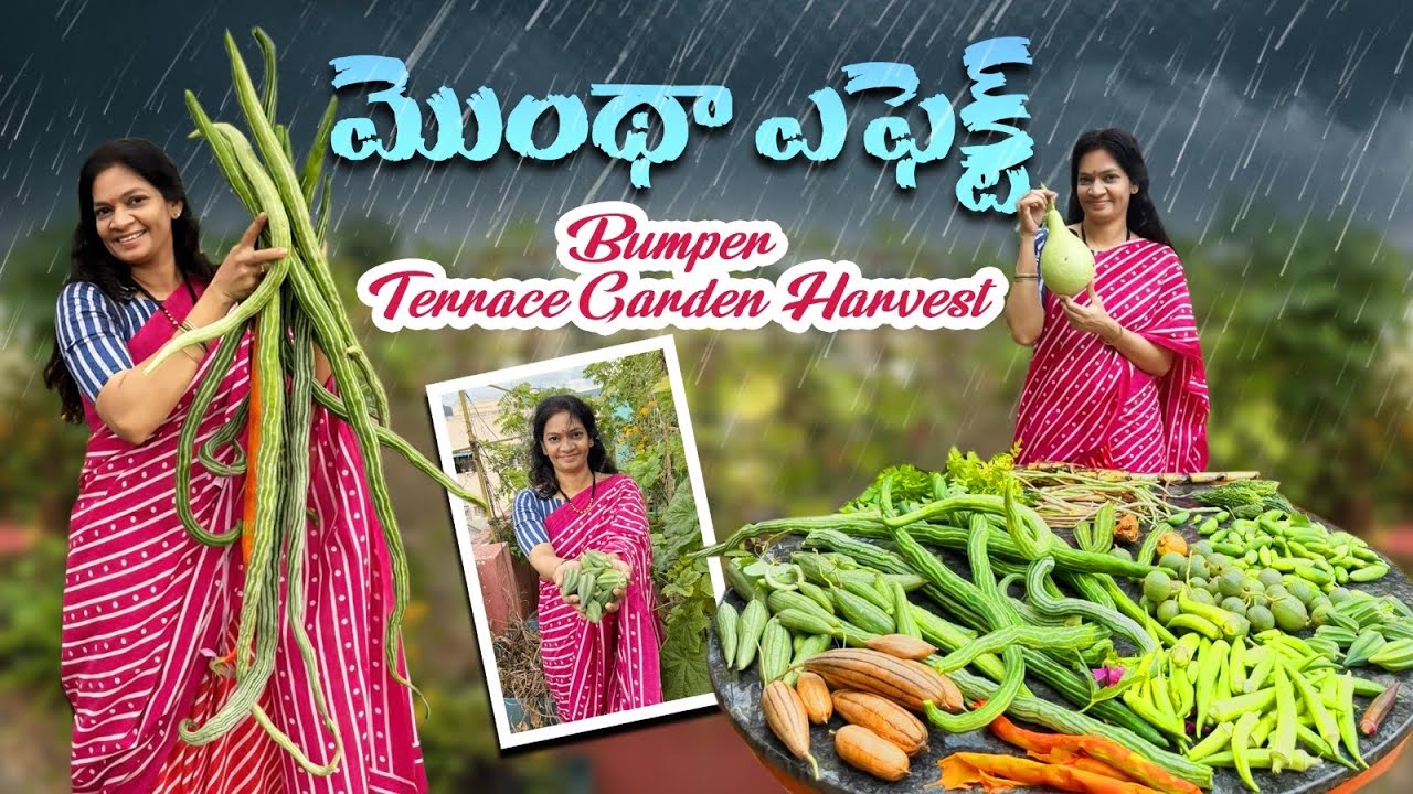 Terrace Garden Harvest/ పొట్టి బెండకాయలు, పొడవు పొట్లకాయలు ఇవాళ  హైలైట్ @MADGARDENER  #garden  