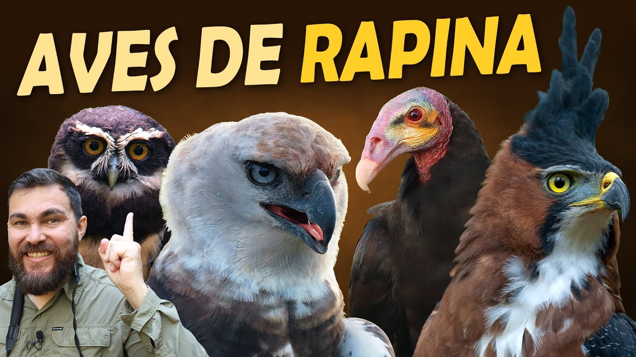 AVES DE RAPINA como VOCÊ NUNCA VIU | Os segredos das aves de rapina do Brasil!