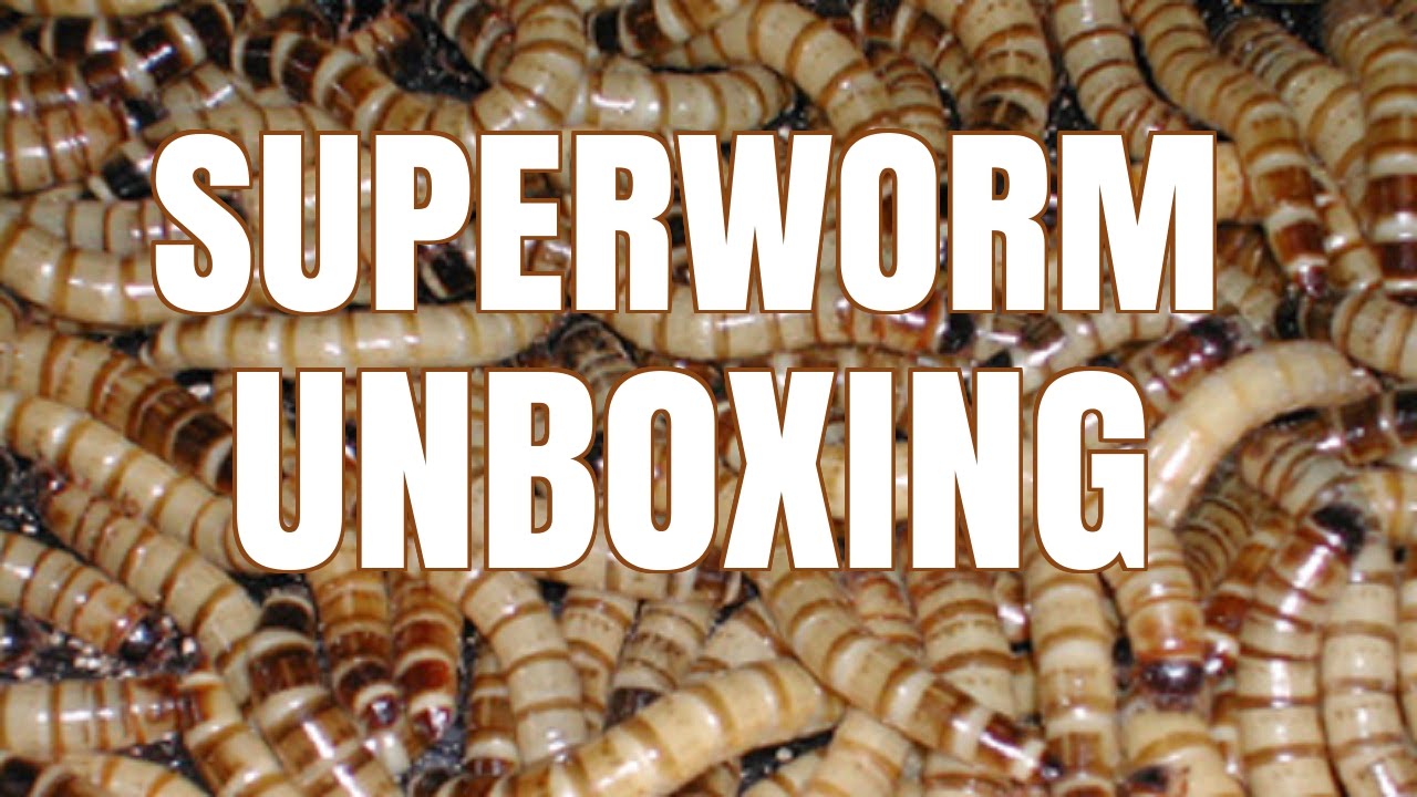 AN AMAZING ORDER - Superworm Unboxing (Bassett's Cricket Ranch)