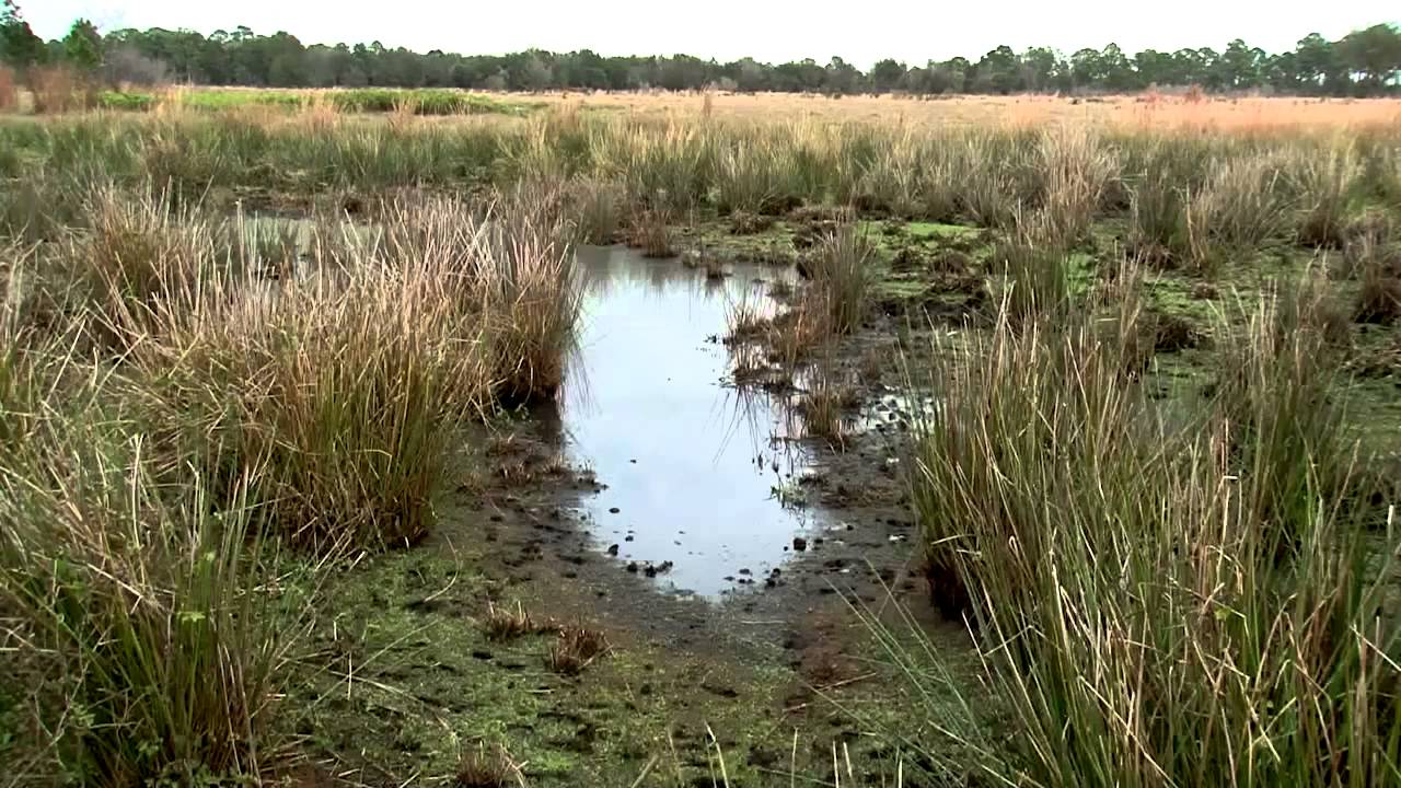 Healthy wetlands, healthy farmland