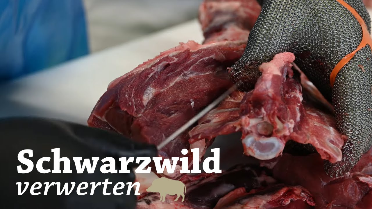 Wildschwein zerlegen: Rücken und Nacken auslösen | Saujagd | Drückjagd | Wildfleisch | Jungjäger