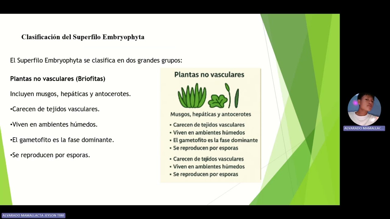 Jeyson, exposición de Superfilo Embryophyta