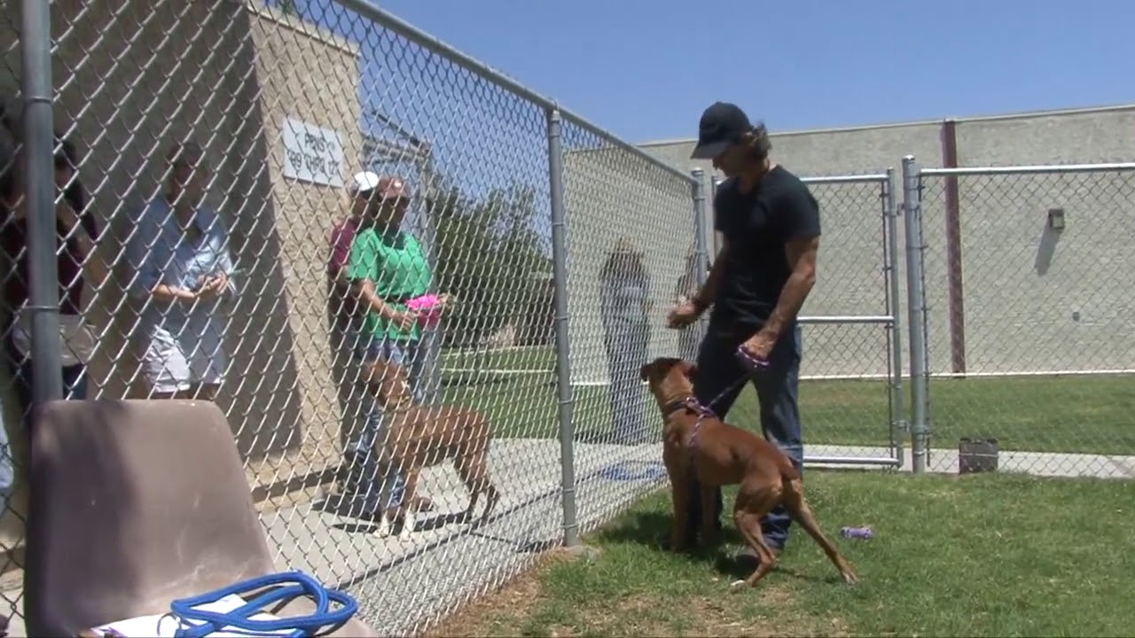 Severe Dog to Dog Aggression Boxer Ventura