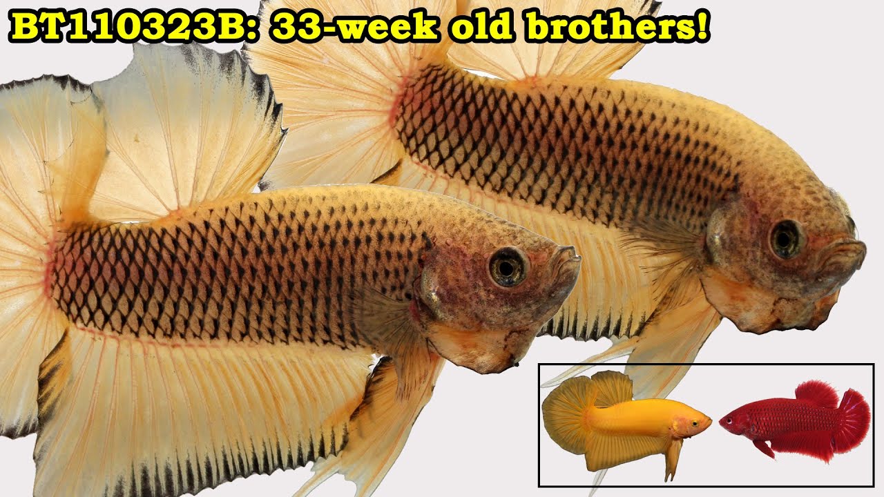 BT110323B: 33-week old Darkbody Yellow HMPK Brothers