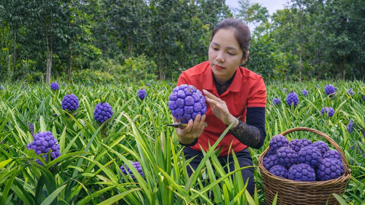 Harvesting 1000 + Kg Purple Wild Pineapple Mutant To Sell At Market | Tieu Ca Free Bushcraft