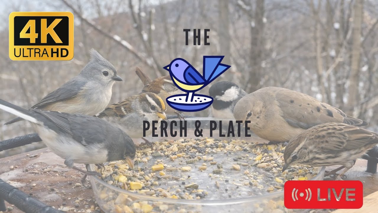 The Perch & Plate is live!