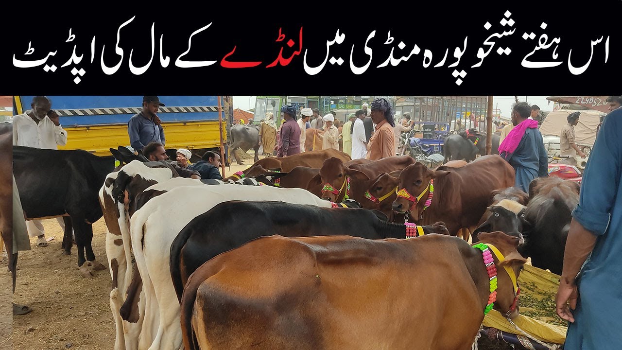 Cow ki fresh Demand in Sheikhupura and Sheikhupura Mandi | Today Sheikhupura Cattle Mandi update