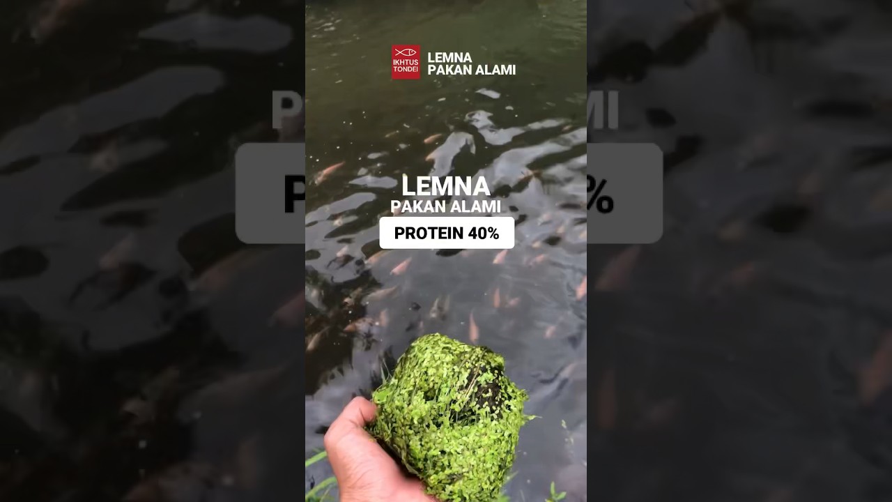 Pakan Alami, Protein Tinggi, Solusi Hemat Pakan #Lemna #budidayaikan #ikannila #pakanikan #shorts