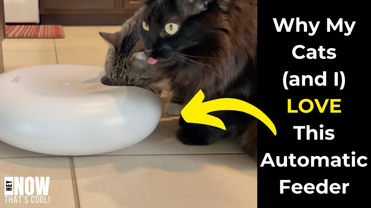 iPettie Donut Frost 6-Meal Automatic Wet Food Feeder Review | Smart WiFi Control, Ice Packs, & More!