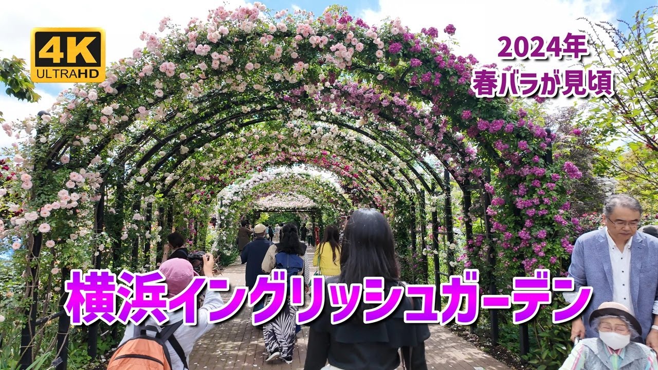 横浜イングリッシュガーデン 2024年春 バラが見頃