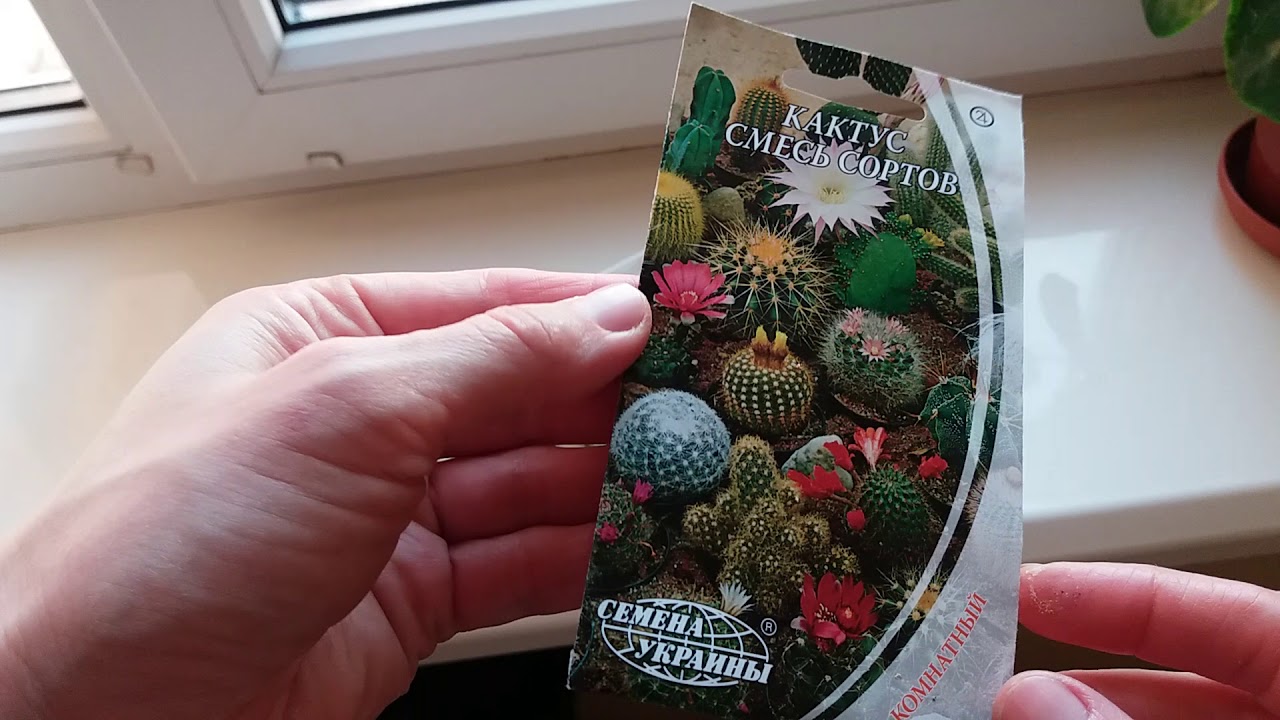 Кактус из семян