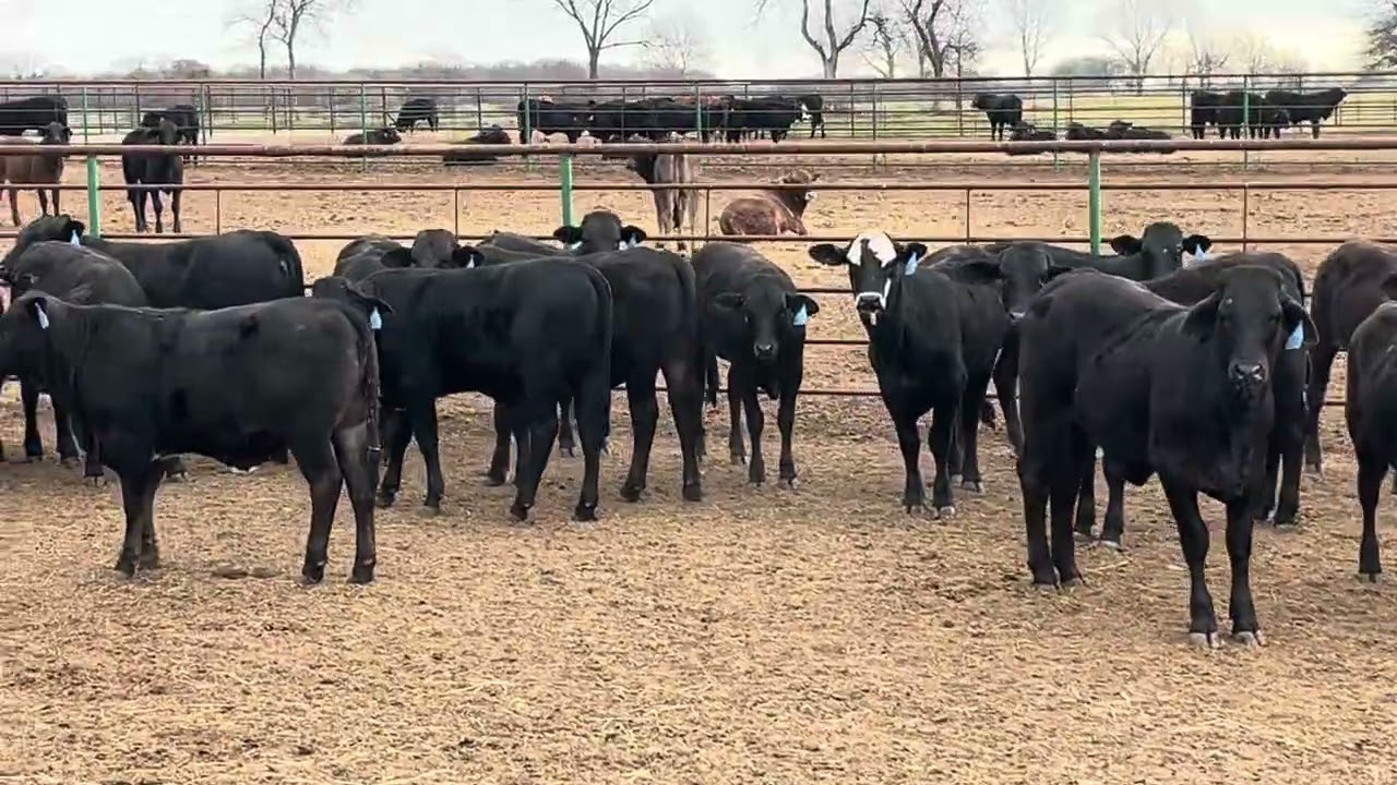 The Cattle Range Listing #603D289