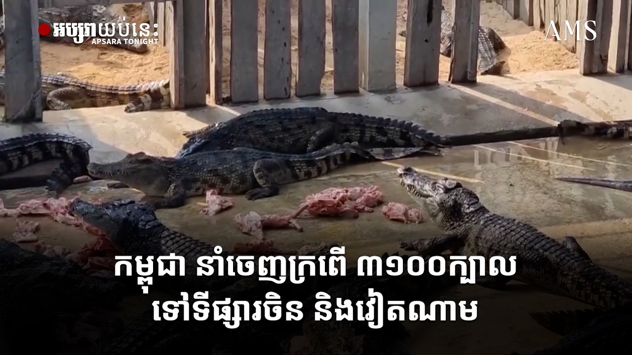 កម្ពុជា នាំចេញក្រពើ ៣១០០ក្បាលទៅទីផ្សារចិន និងវៀតណាម