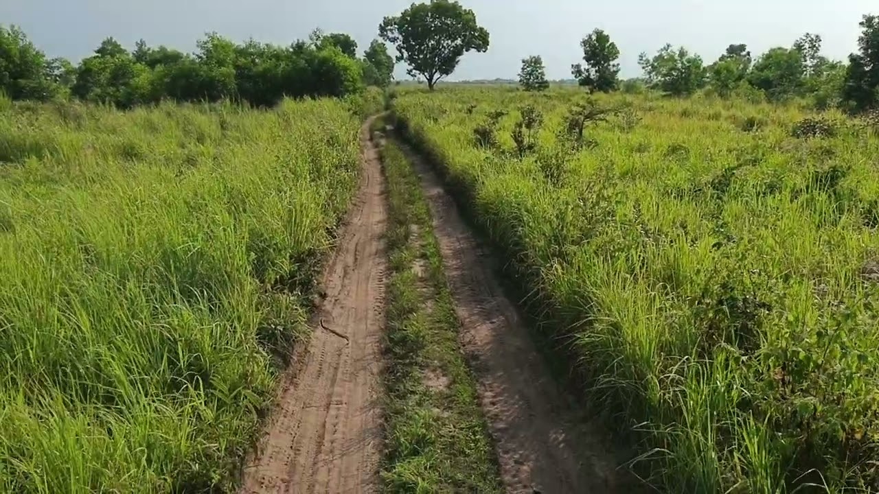 12 hectares à vendre dans la c/de maluku village balimo/muko 850$ par hectares +243810217497