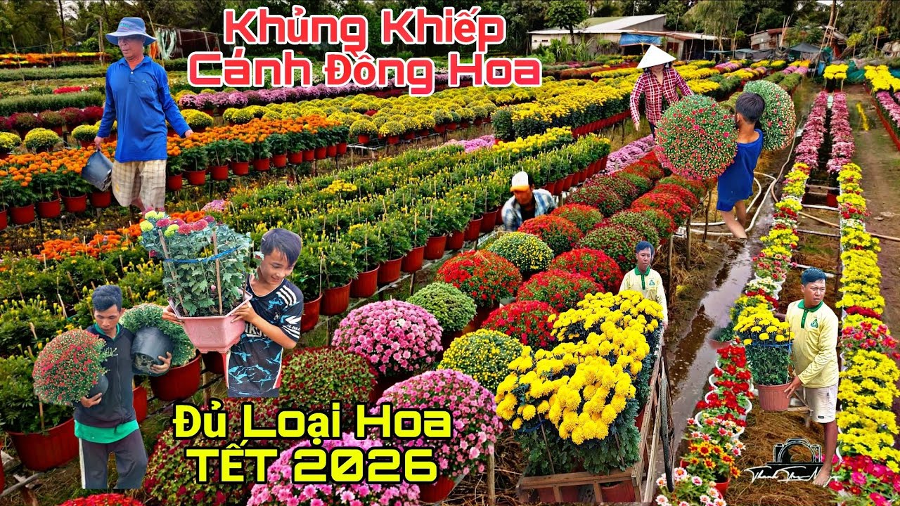BÙNG NỔ HOA TẾT 2026/ BÊN Cồn Nổi lại Trồng ra những Thứ Này An Thạnh , An Hòa