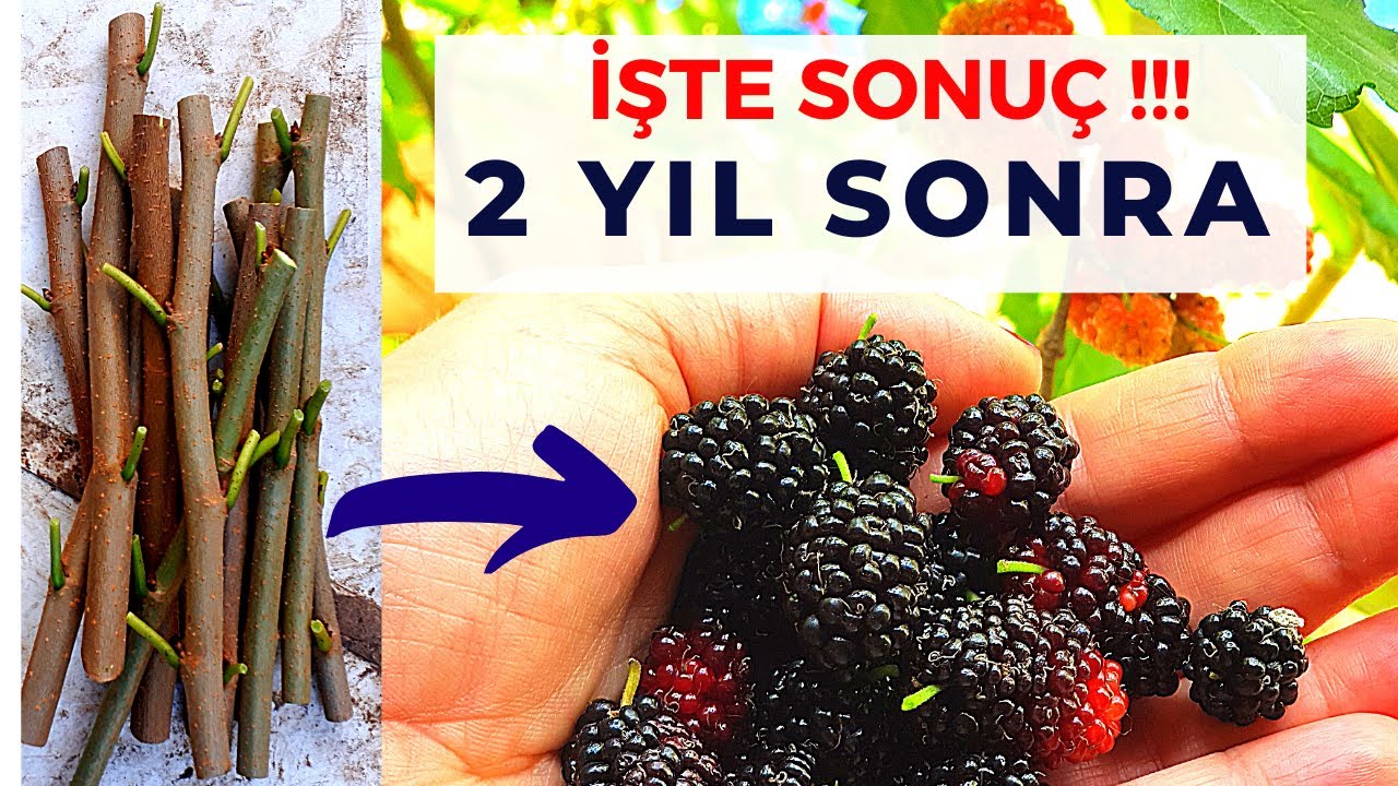 Dut Çelik Köklendirme Sonucu ve Meyve Hasatı