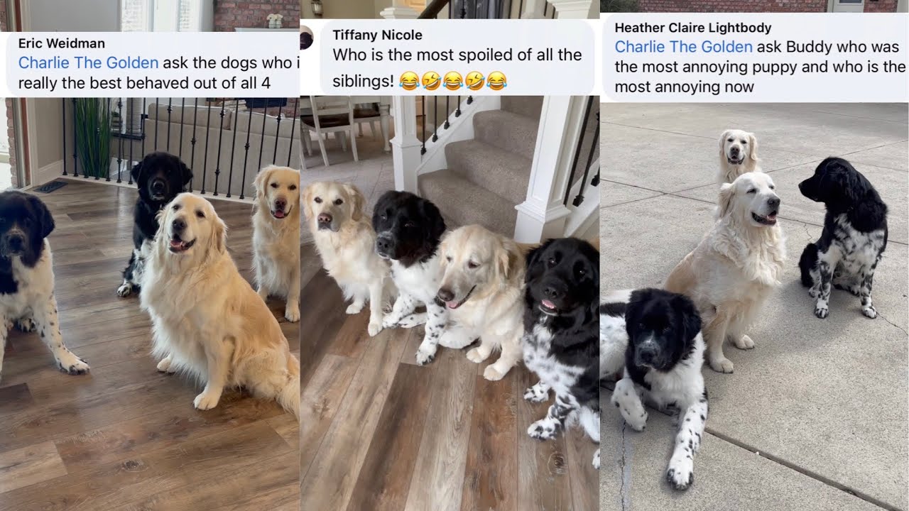 Dogs Answer Fans Questions