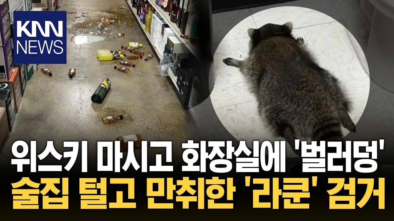 술집 위스키 털어먹더니 '벌러덩' 화장실에 뻗어있는 '만취 라쿤'?/ KNN