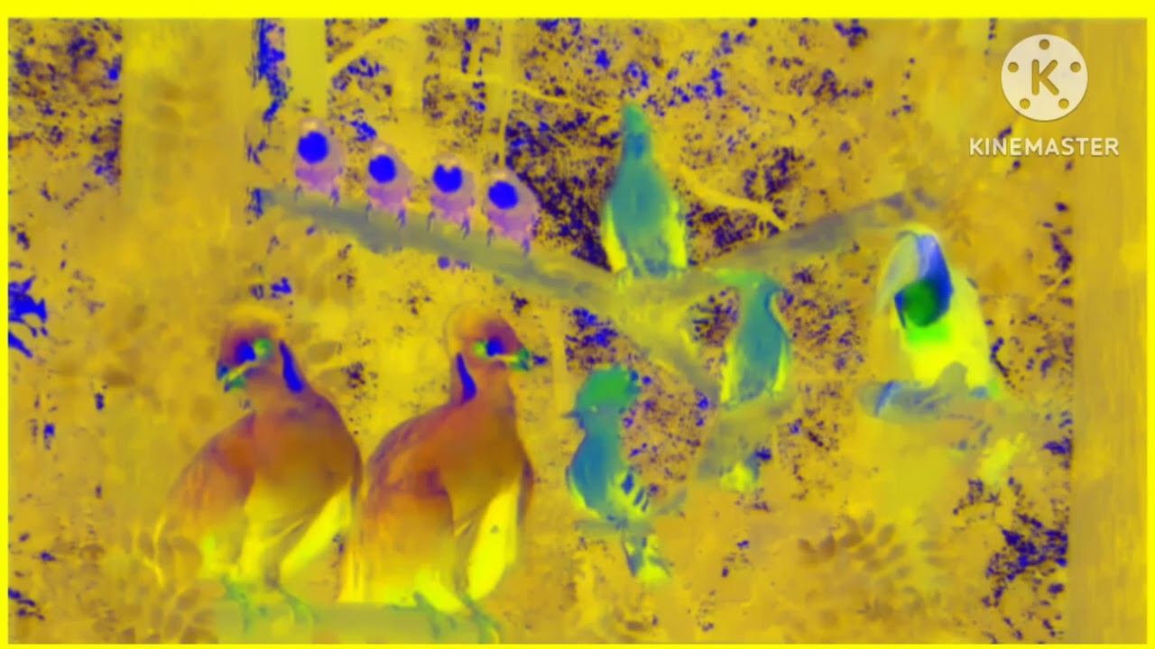 Tittifers song effects