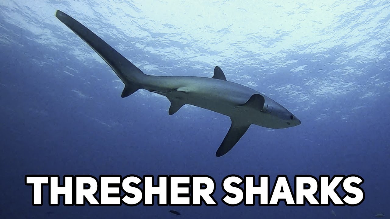 Diving in the Philippines - Thresher Sharks
