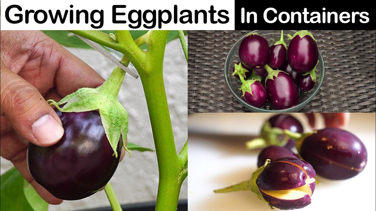 Growing Eggplants - Container Little Prince Eggplant