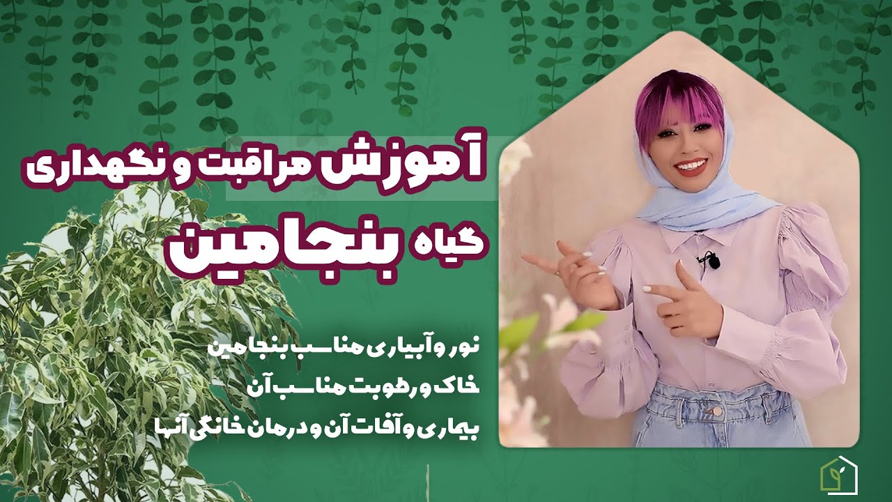 آموزش اصولی رشد و نگهداری گیاه بنجامین