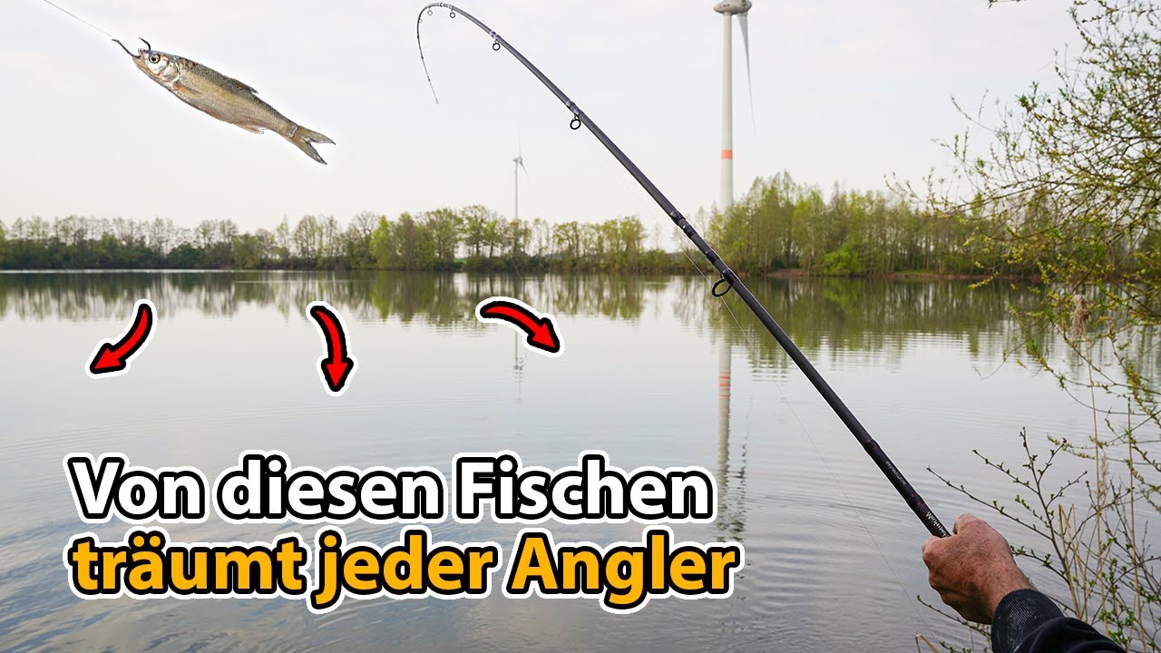 Was beißt im Bestiensee auf Köderfisch? (Fleischfresser schnappen zu)