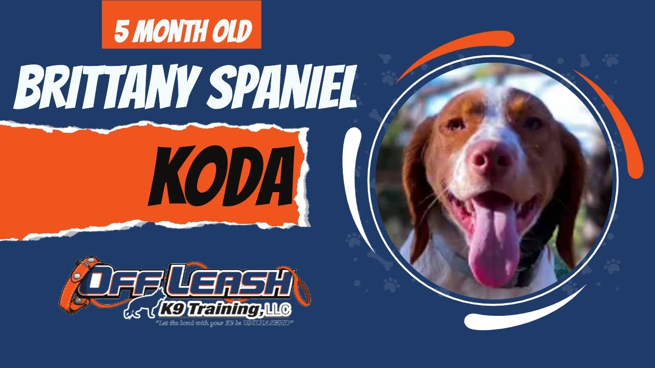 Koda | 5 Month Old Brittany Spaniel | Off Leash Brittany Spaniel Training, Georgia
