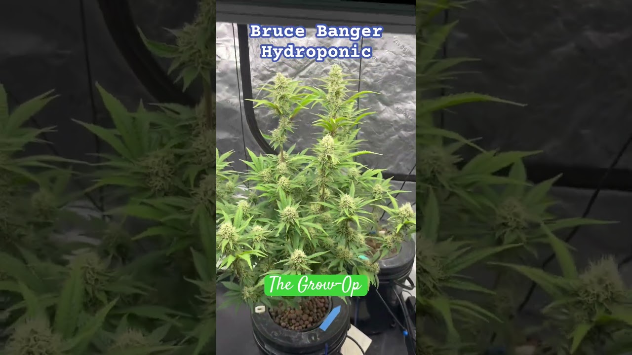 July 22, Day ?? Bruce Banger about 4 weeks in flower my guess #hydroponics #cannabiseducation #420