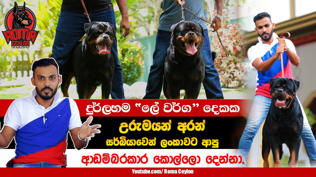 දුර්ලභම ලේ  හිමි රොට්වයලර් සතුන් දෙදෙනා..𝗕𝗶𝗴𝗴𝗲𝘀𝘁 𝗿𝗼𝘁𝘁𝘄𝗲𝗶𝗹𝗲𝗿 ඔබ බලන්නම ඕන වීඩියෝවක් 😱 👌