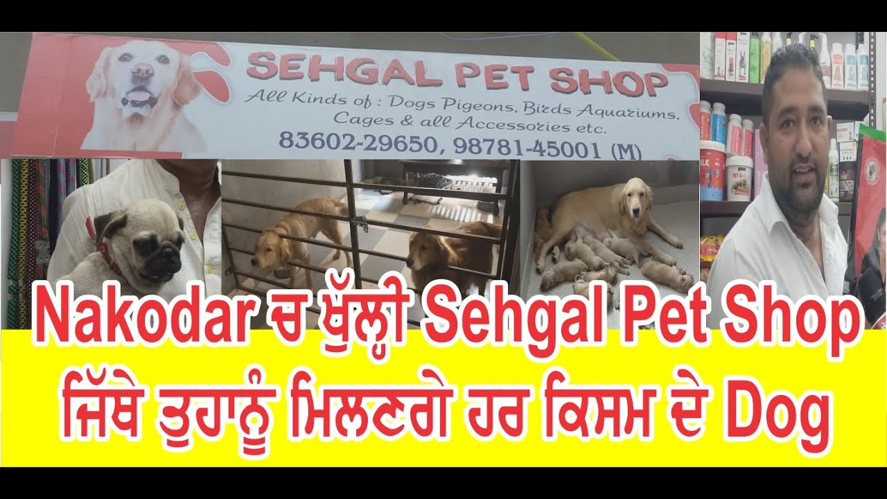 Nakodar ਚ ਖੁੱਲ੍ਹੀ Sehgal Pet Shop  ਜਿੱਥੇ ਤੁਹਾਨੂੰ ਮਿਲਣਗੇ ਹਰ ਕਿਸਮ ਦੇ Dog