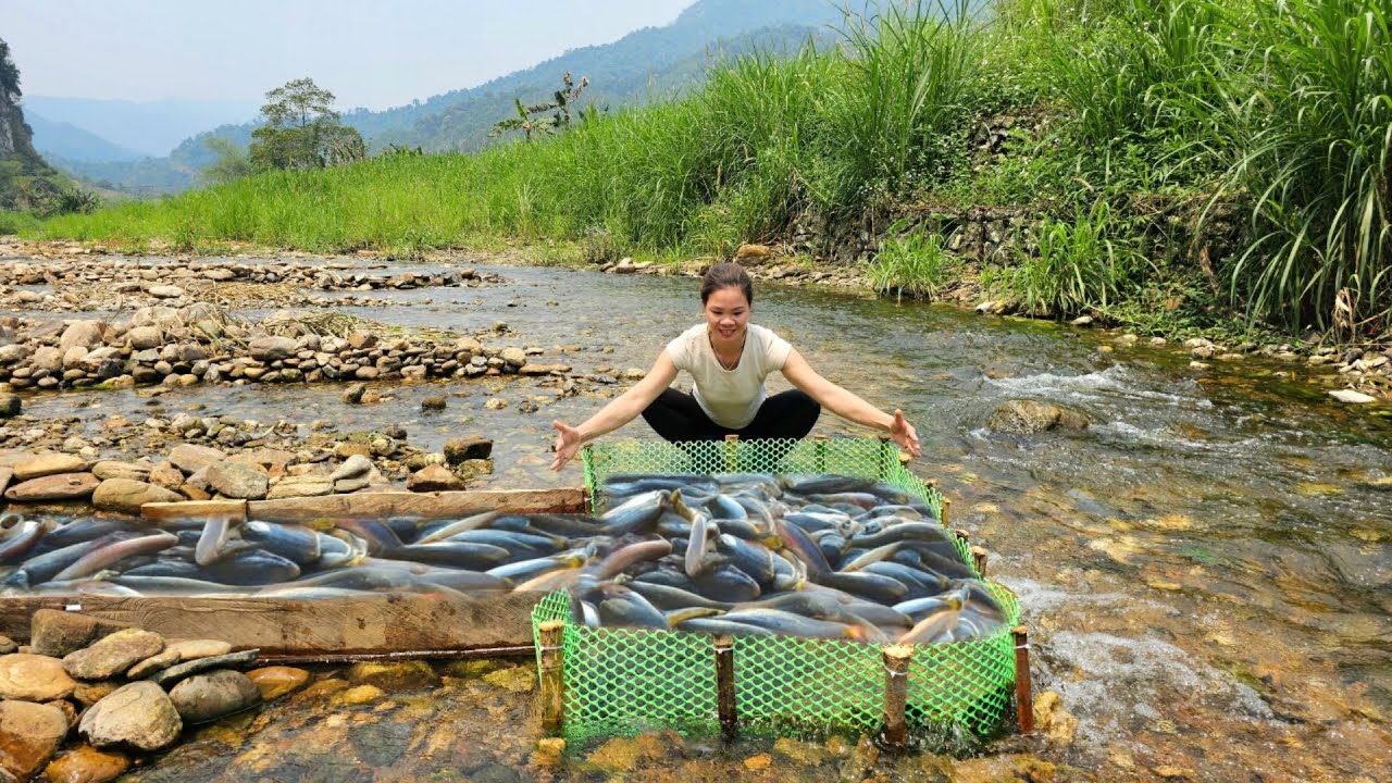 Ana cleverly set a homemade fish trap in the stream, luckily caught a lot of fish.