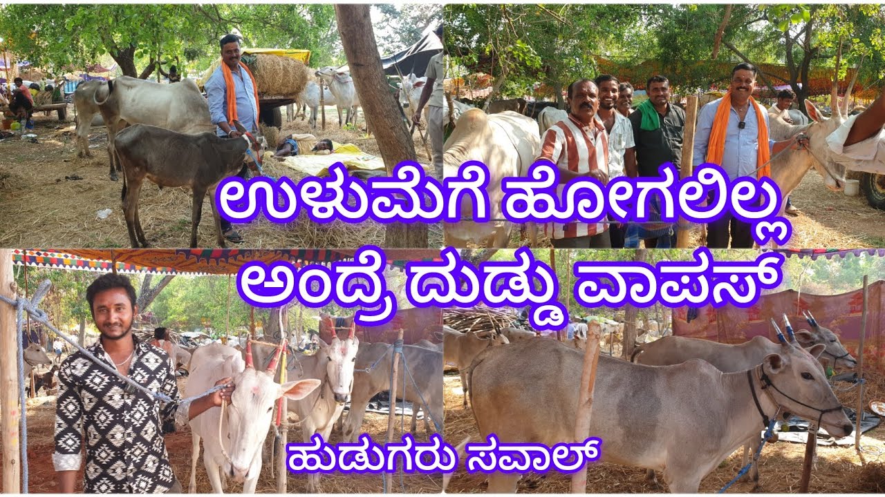 ರೈತರು ಉಳುಮೆ ಮಾಡಲಿಕ್ಕೆ ಹೋಗಲಿಲ್ಲ ಅಂದ್ರೆ ದುಡ್ಡು ವಾಪಸ್ ಕೊಡ್ತೀವಿ ಯುವಕರ ಸವಾಲ್ ಸಿ ಹಳ್ಳಿ ಜಾತ್ರೆಯಲ್ಲಿ 2026