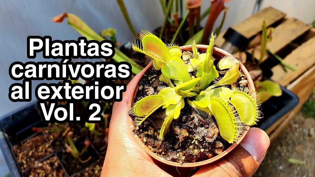 ¿Cómo están mis plantas carnívoras al exterior?