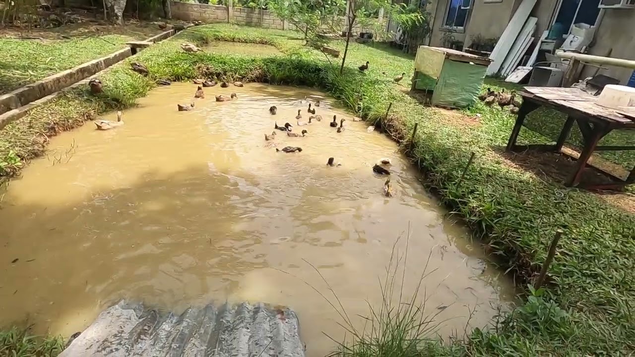 Backyard Tilapya at Itik