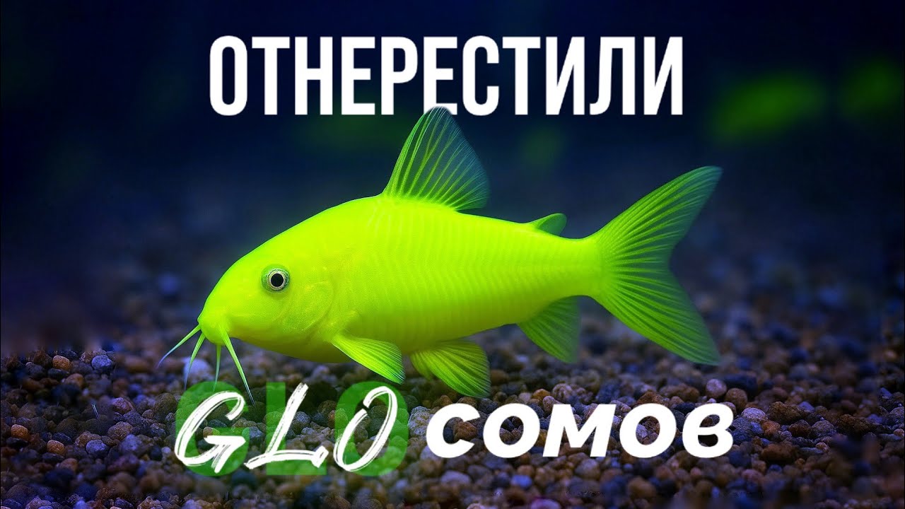 Светящиеся сомы. Отнерестили GloFish Коридорасов.