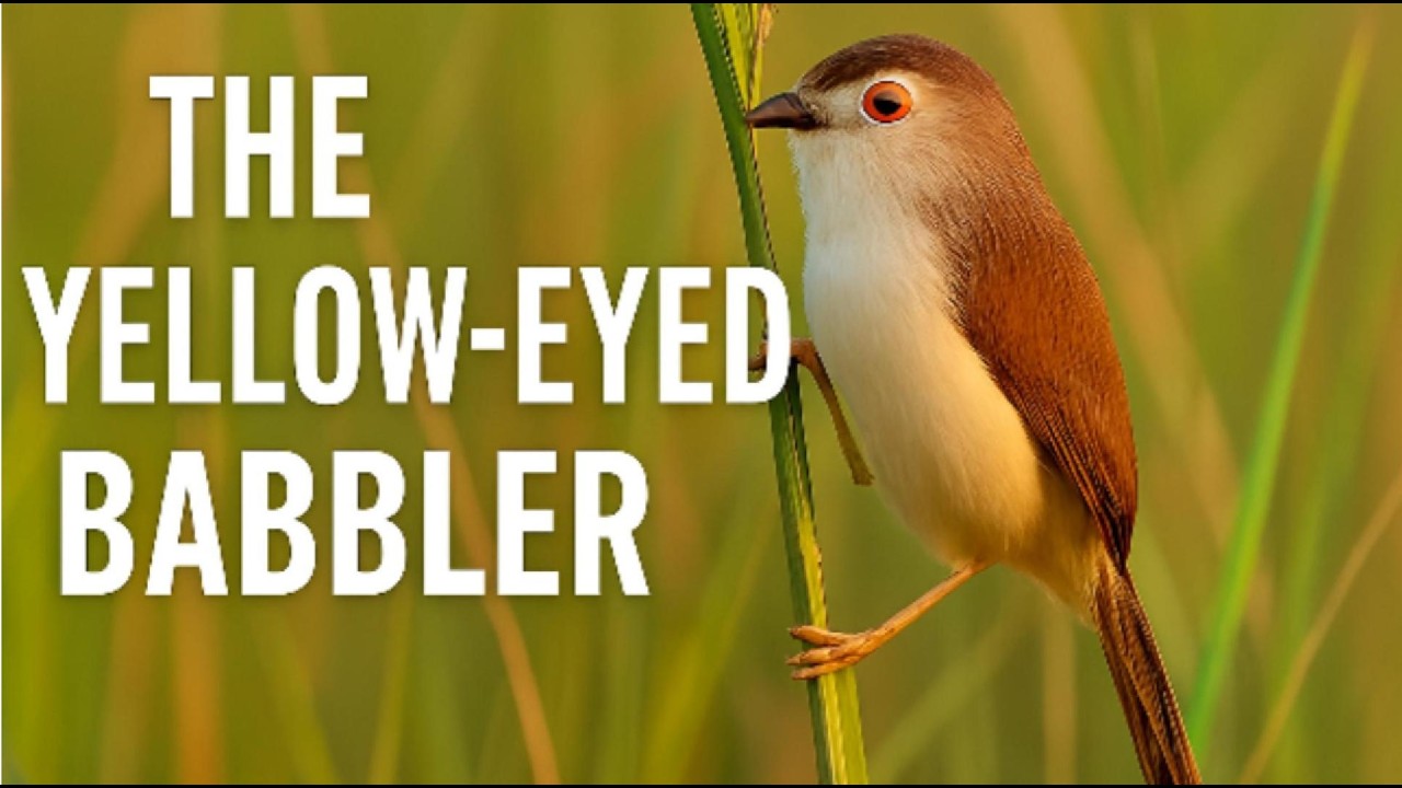 Yellow‑eyed Babblers of Pakistan — A Hidden Gem of the Grasslands