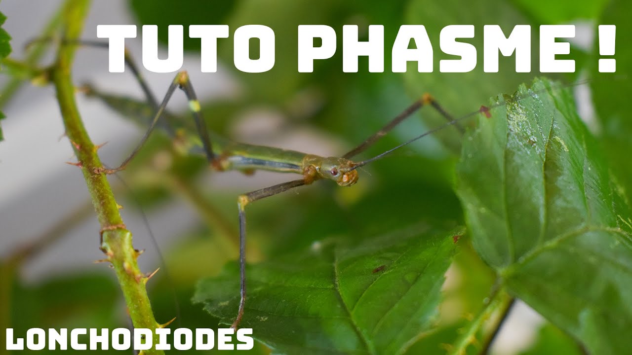 TUTO PHASME ! - Avec mes Lonchodiodes Ilocos