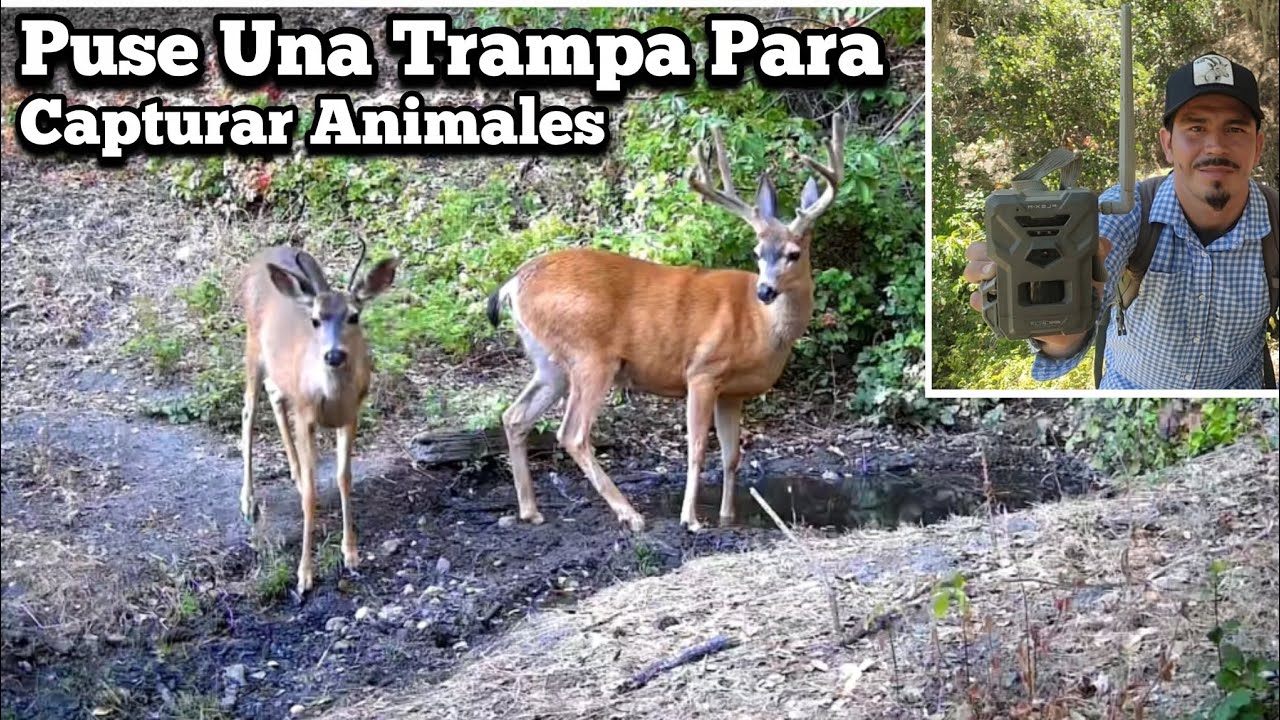 Puse Una Trampa Para Capturar Animales