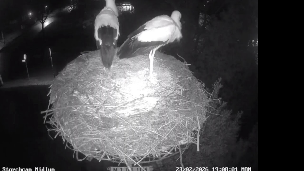 Midlum Storchcam