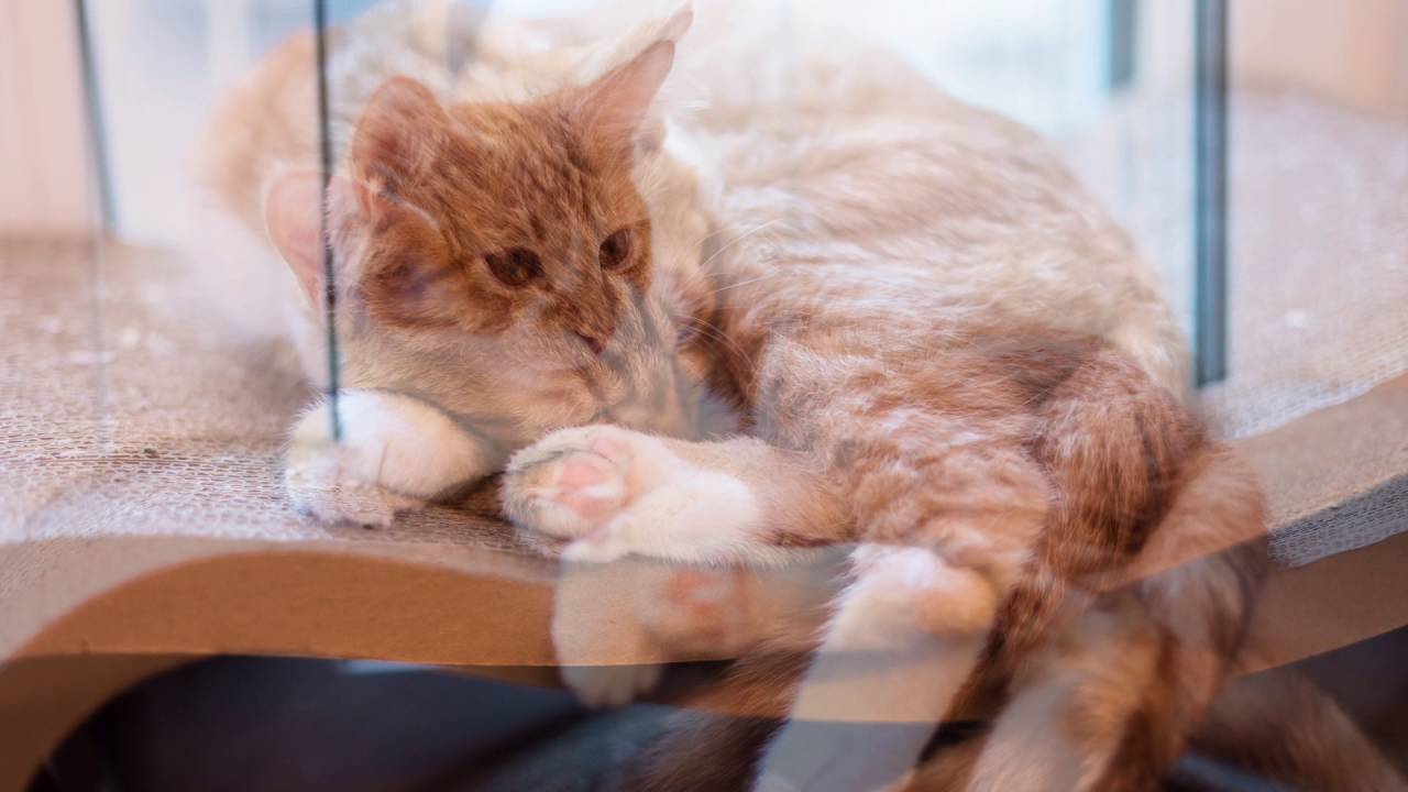 Теплые сонные коты