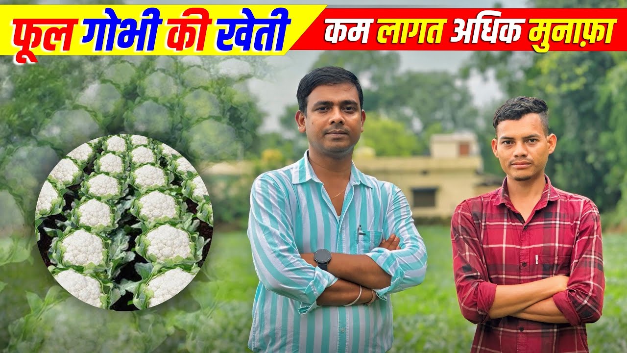 फूल गोभी की खेती आधुनिक तरीक़े से | बारिश के मौसम में गोभी की खेती | Couliflower farming