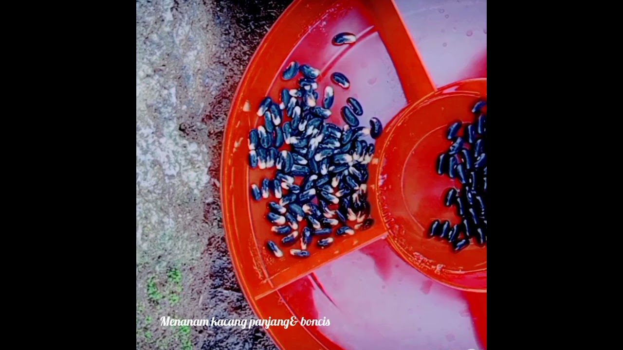 Menanam berbagai macam sayuran#kehidupandidesa#berkebun #menanam #kehidupanseharihari