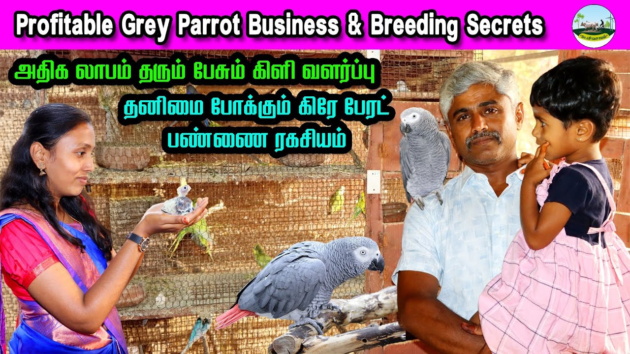 🔴அதிக லாபம் தரும் பேசும் கிளி வளர்ப்பு | Profitable Grey Parrot Business & Breeding Secrets