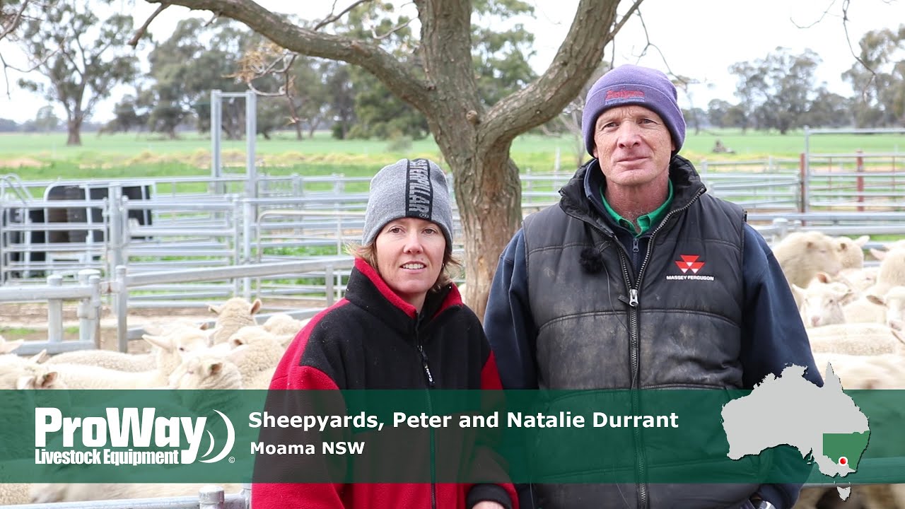 Proway Sheepyards and 8m Mobile Loading Ramp - Peter and Natalie Durrant - Moama NSW